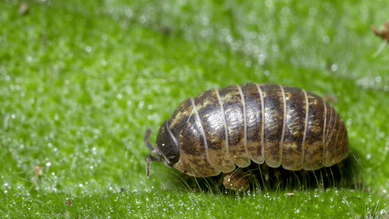 Isopod on a leaf
